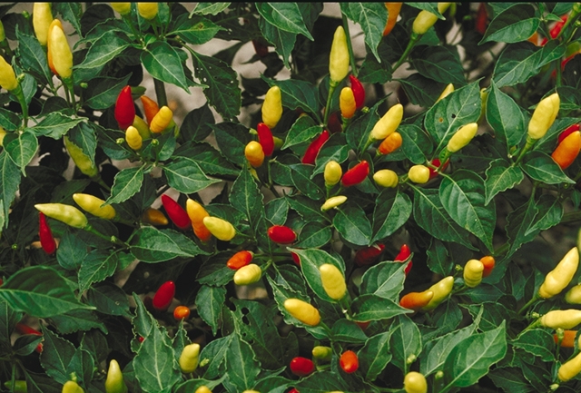 Capsicum-frutescens