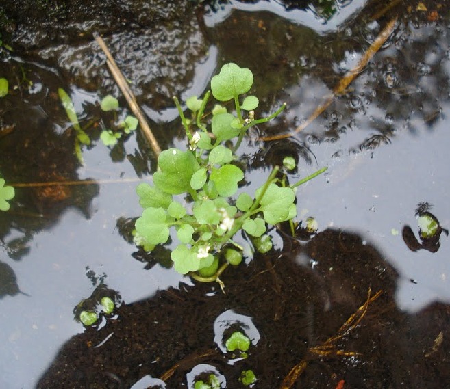 Cardamine bonariensis