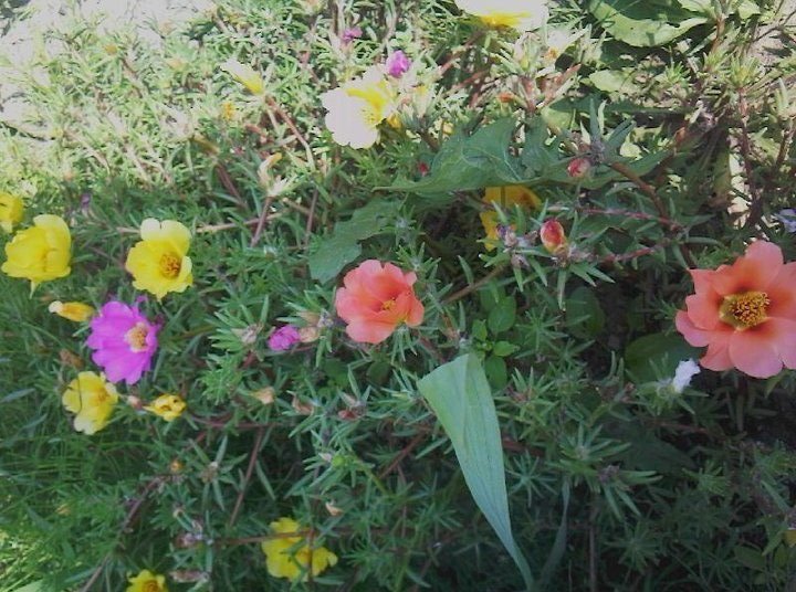 Portulaca_grandiflora