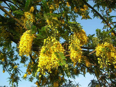 Cassia-ferruginea