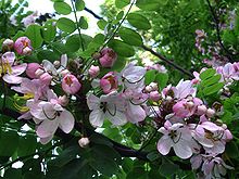 Cassia_javanica