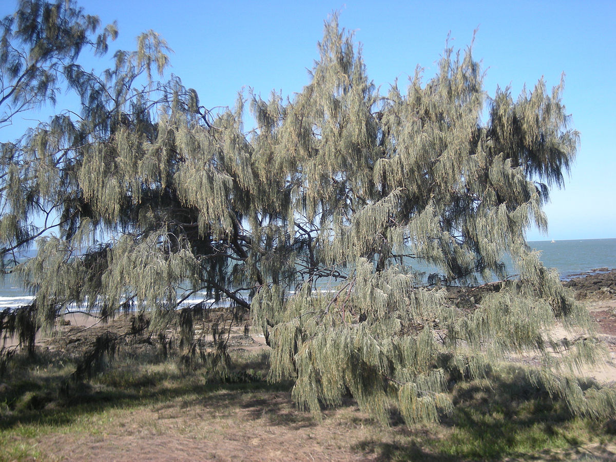 Casuarina - Casuarina_equesitifolia