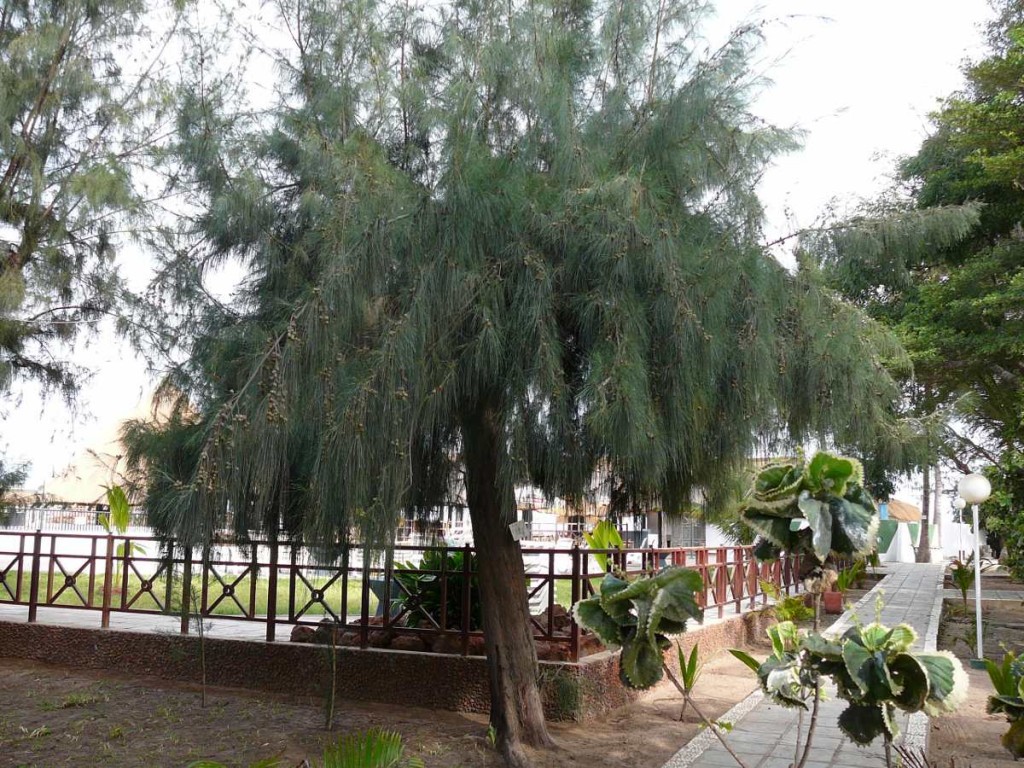 Casuarina equisetifolia