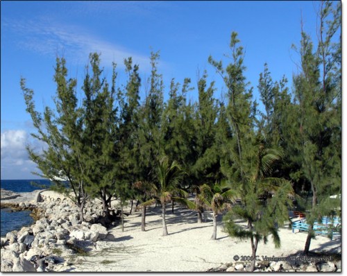 Casuarina