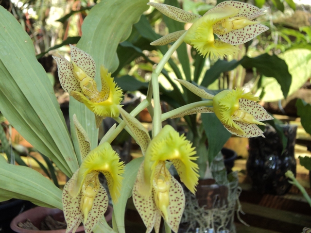 Catasetum Fibriatum