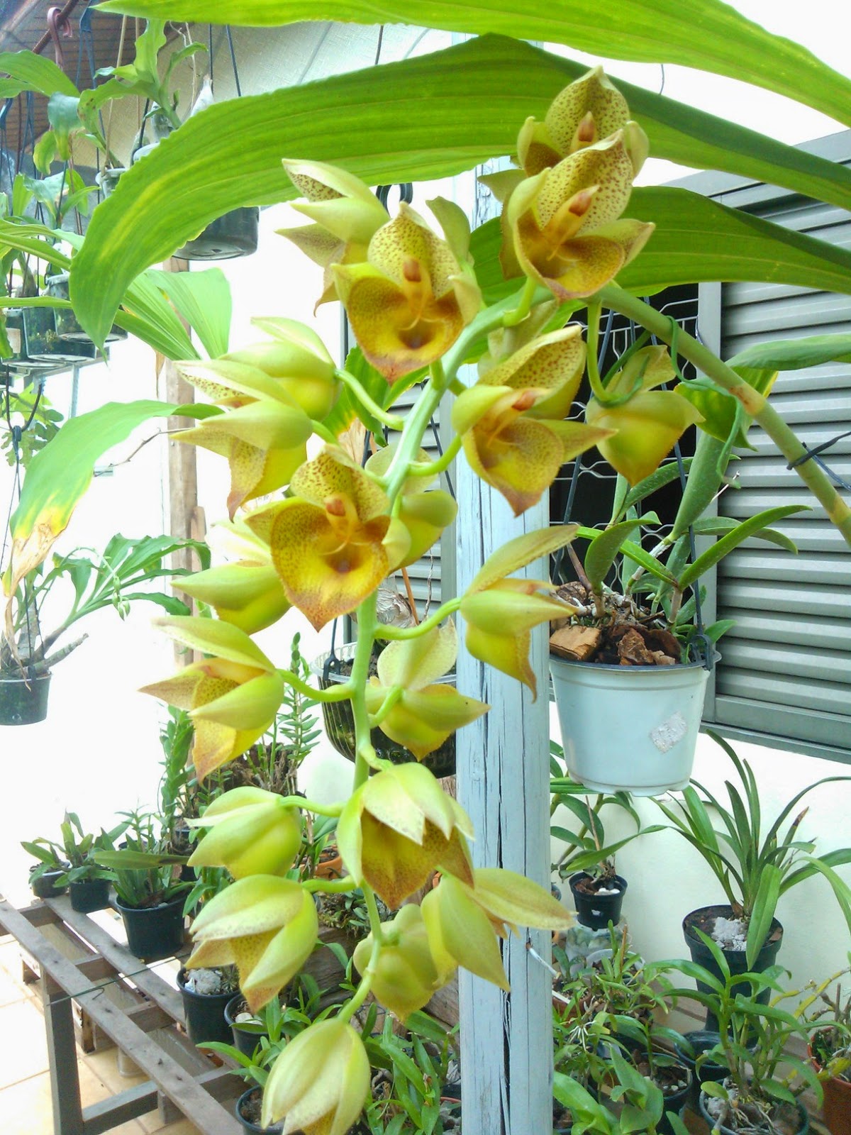 Catasetum Mary Spencer