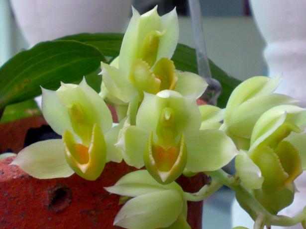 Catasetum cirrhaeoides