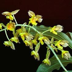 Catasetum fimbriatum