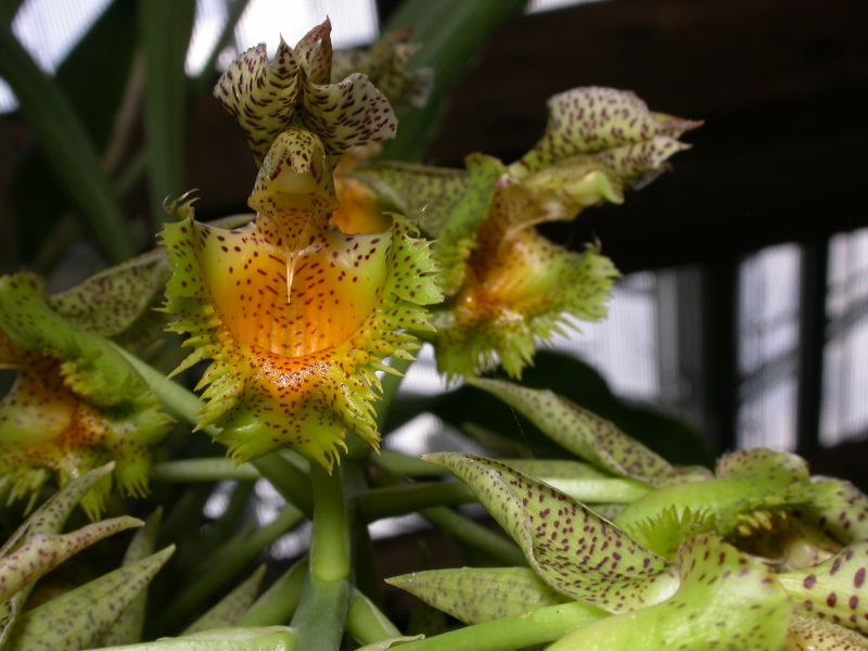 Catasetum fimbriatum