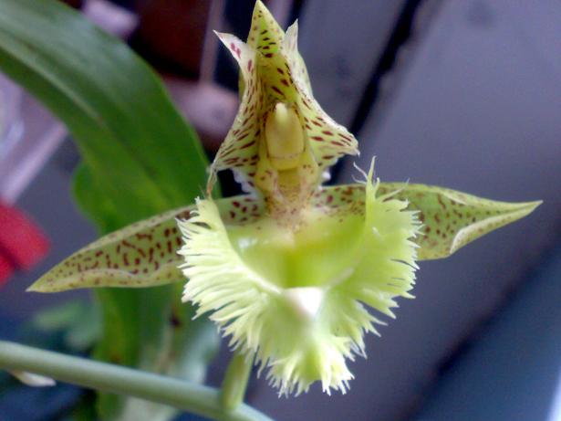 Catasetum fimbriatum2