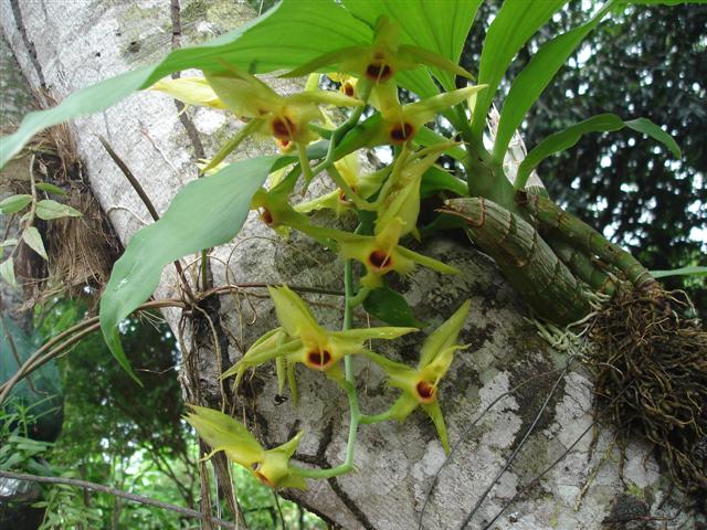 Catasetum osculatum