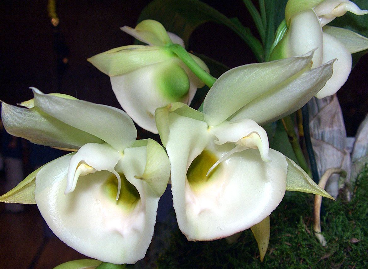 Catasetum pileatum