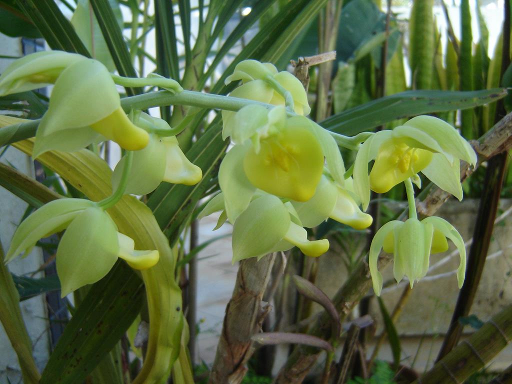 Catasetum spitzii 