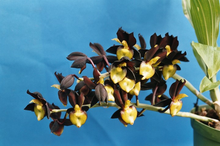 Catasetum tenebrosum