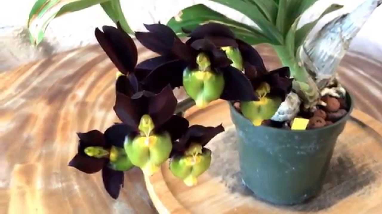 Catasetum tenebrosum