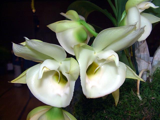 Catasetum_pileatum