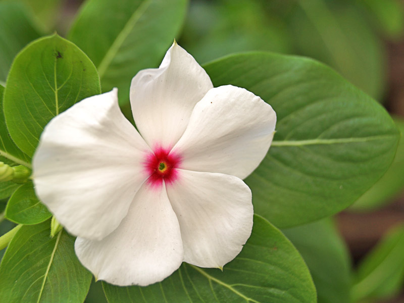 Catharanthus-roseus