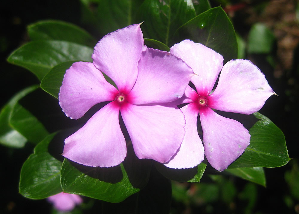 Catharanthus-roseus-4