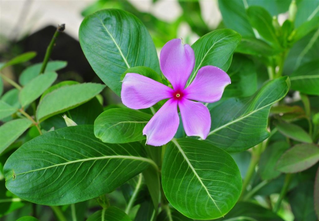 Catharanthus roseus 