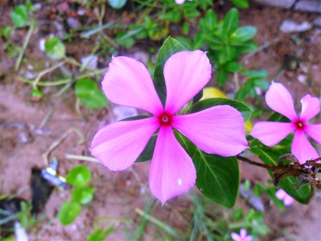 Catharanthus roseus 