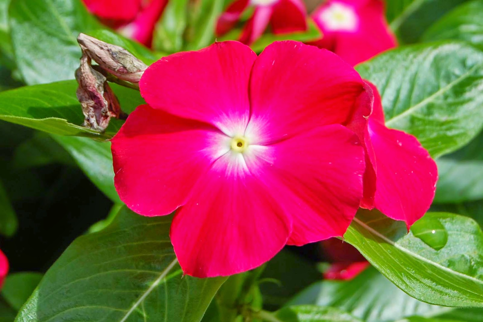 Catharanthus roseus red
