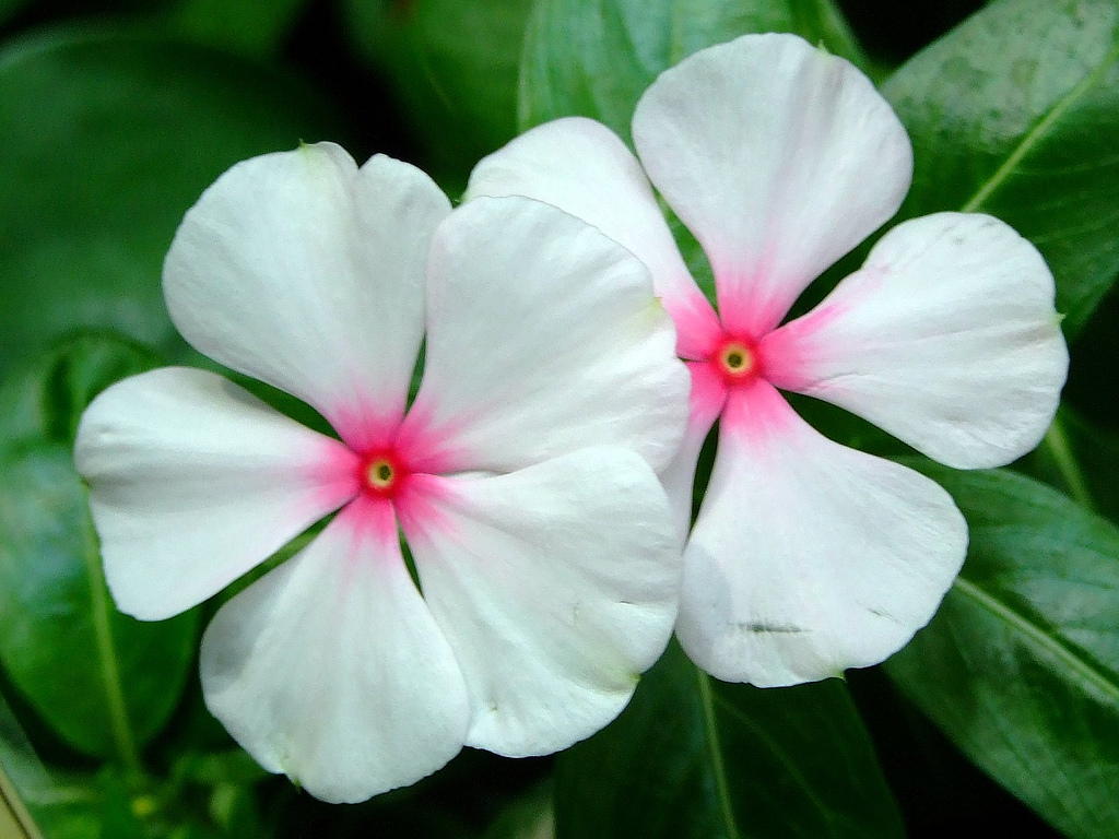 Catharanthus roseus