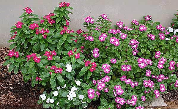 Catharanthus roseus