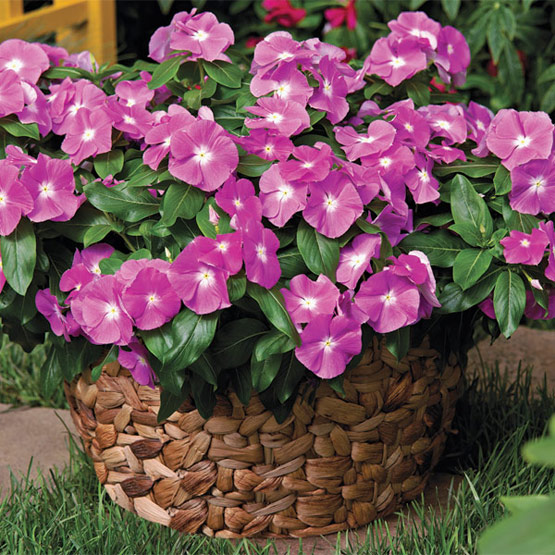 (Catharanthus roseus)