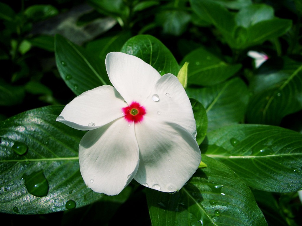 Catharanthus roseus