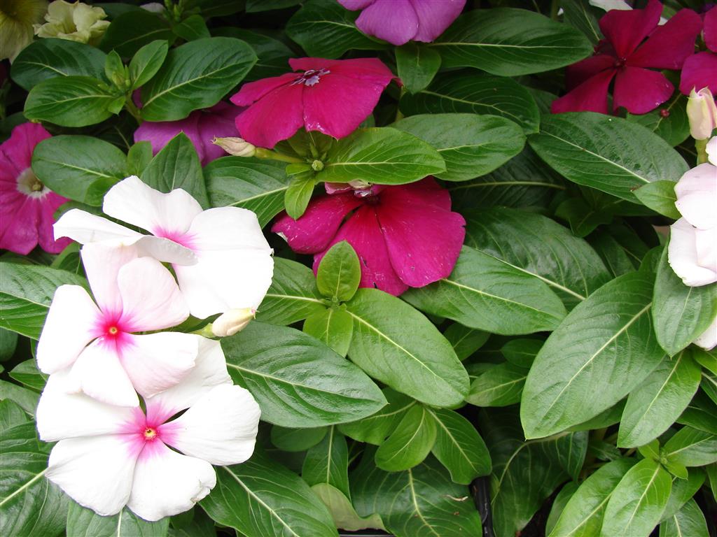 Catharanthus_roseus-1