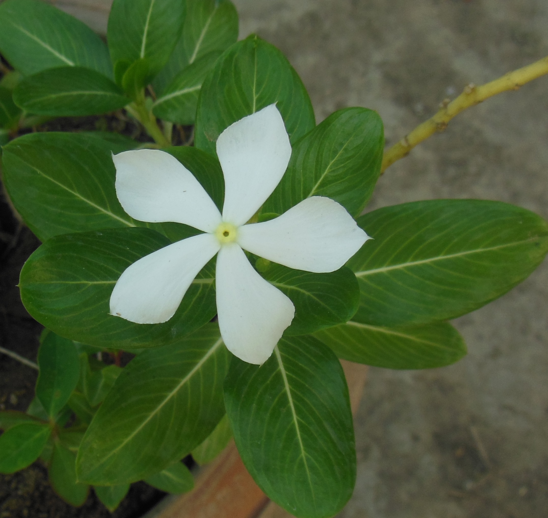 Catharanthus_roseus_branca