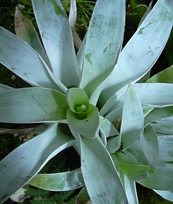 Catopsis_berteroniana