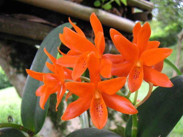 Cattleya Aurantiaca