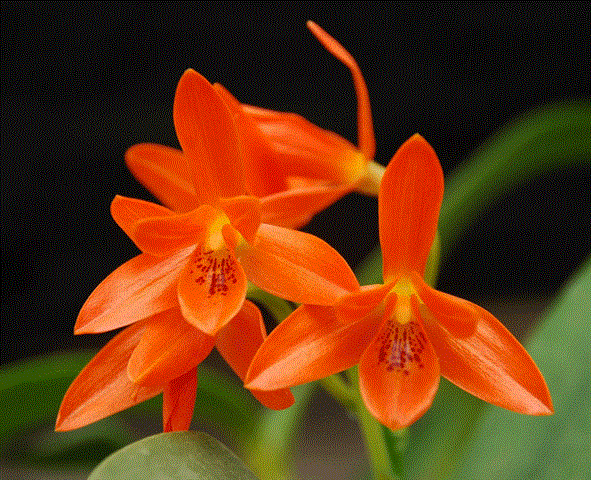 Cattleya Aurantiaca 