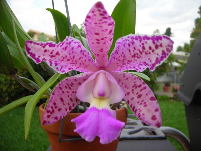 Cattleya Carmela (Summer X AclanDiae)