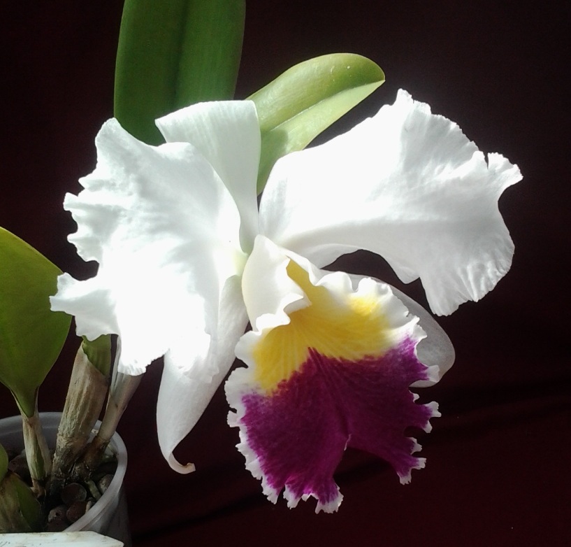 Cattleya Chocoensis