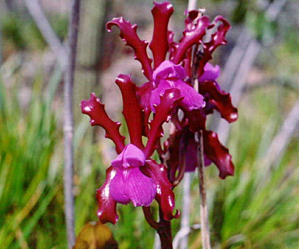 Cattleya Elongata