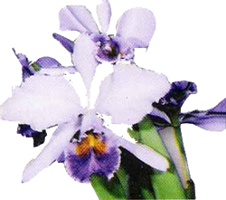 Cattleya Gaskeliana var. caerulea