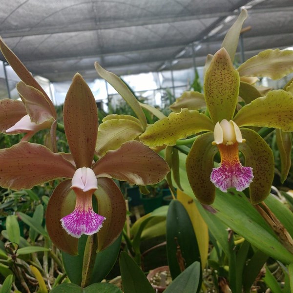 Cattleya Granulosa