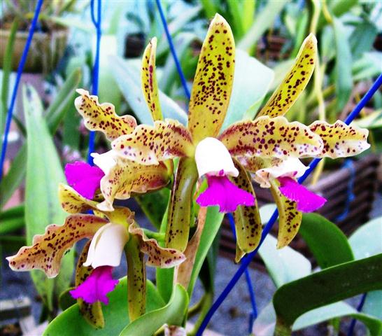 Cattleya Guttata Lindl