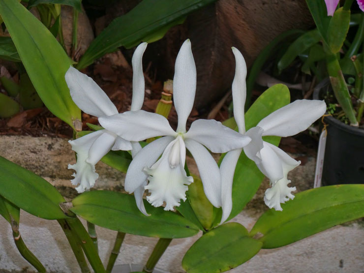 Cattleya-Julio-Conceicao