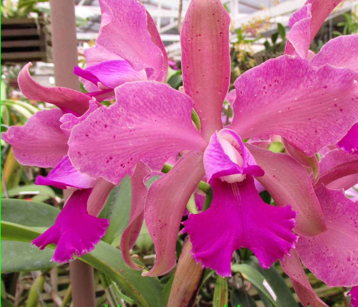 Cattleya Leopoldii x Cattleya Warneri