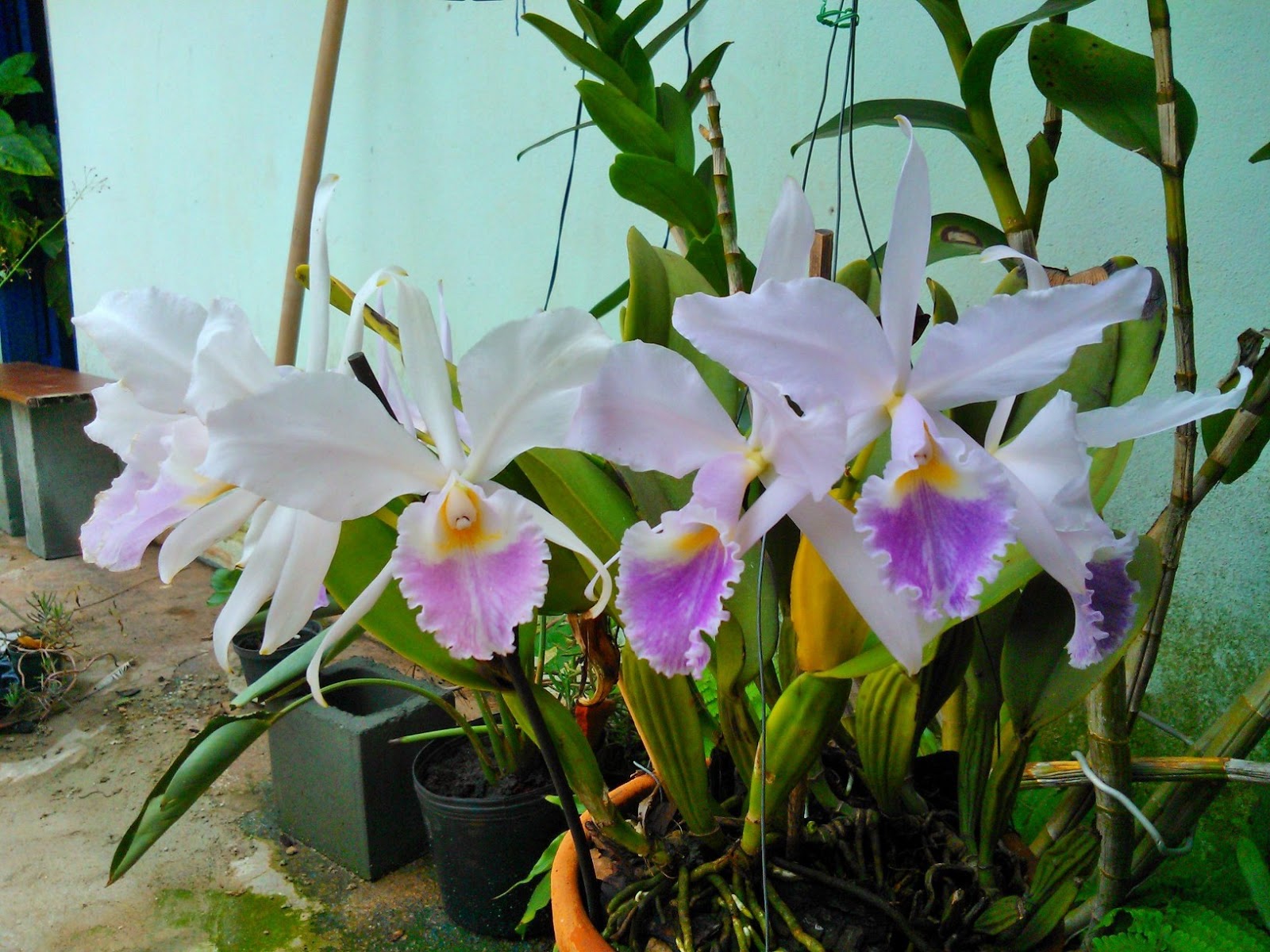 Cattleya Máxima NBS