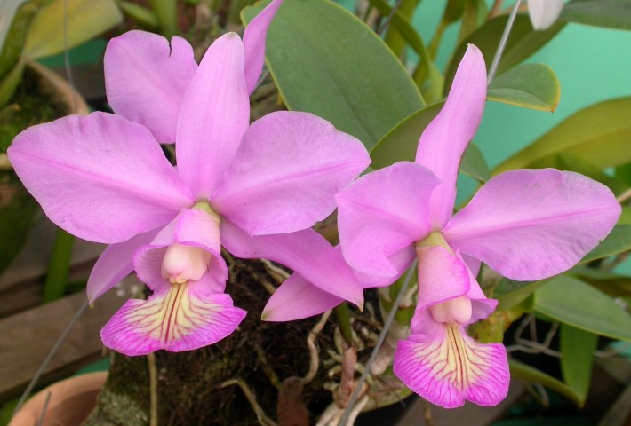 Cattleya Nobilior