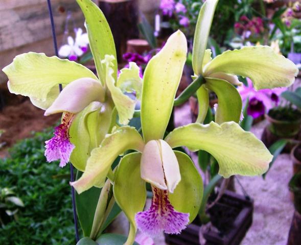 Cattleya Schofieldiana )