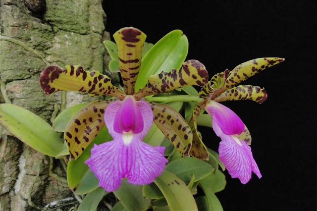 Cattleya aclandiae