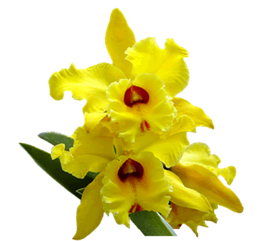 Cattleya amarela