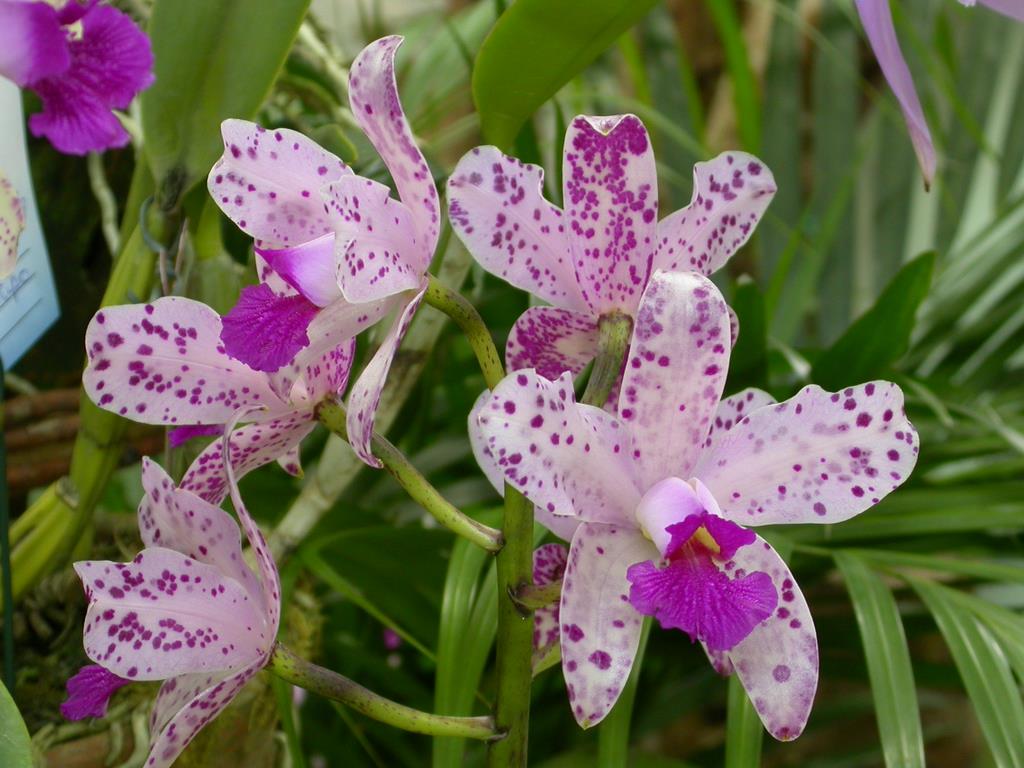 Cattleya amethystoglossa