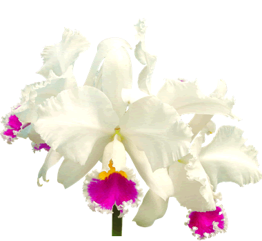 Cattleya branca