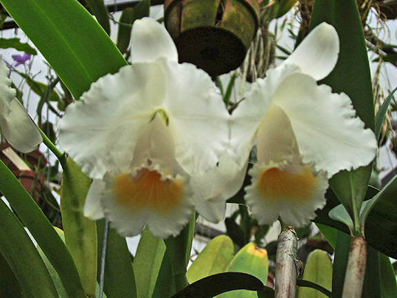 Cattleya chocoensis